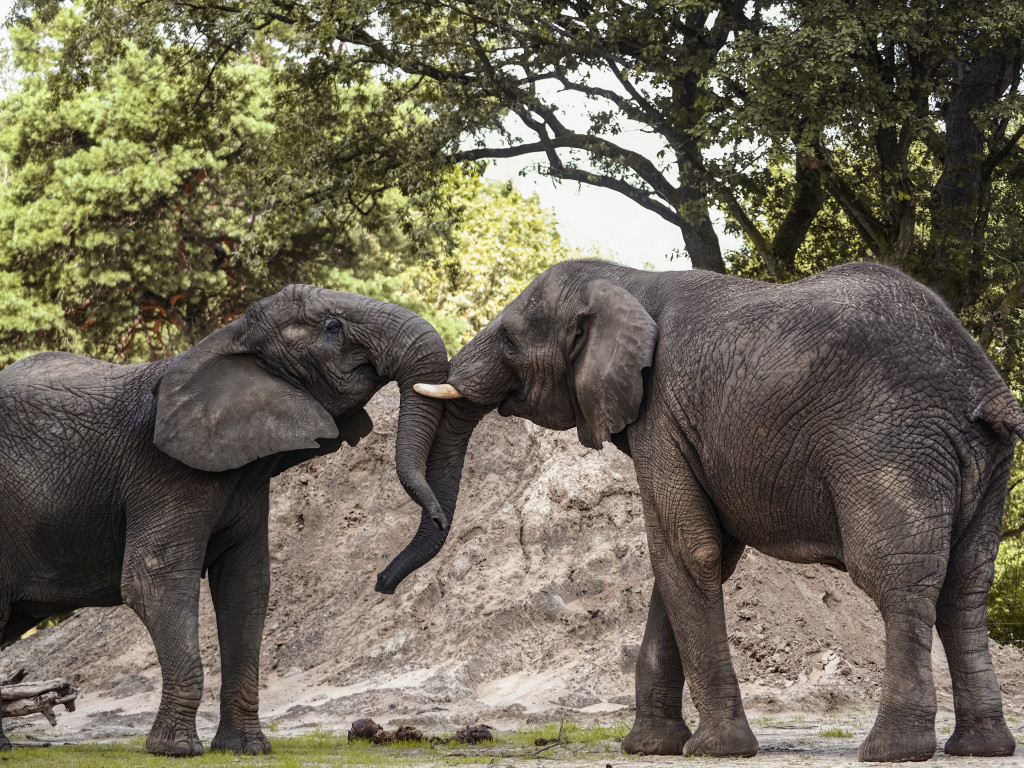 Olifant